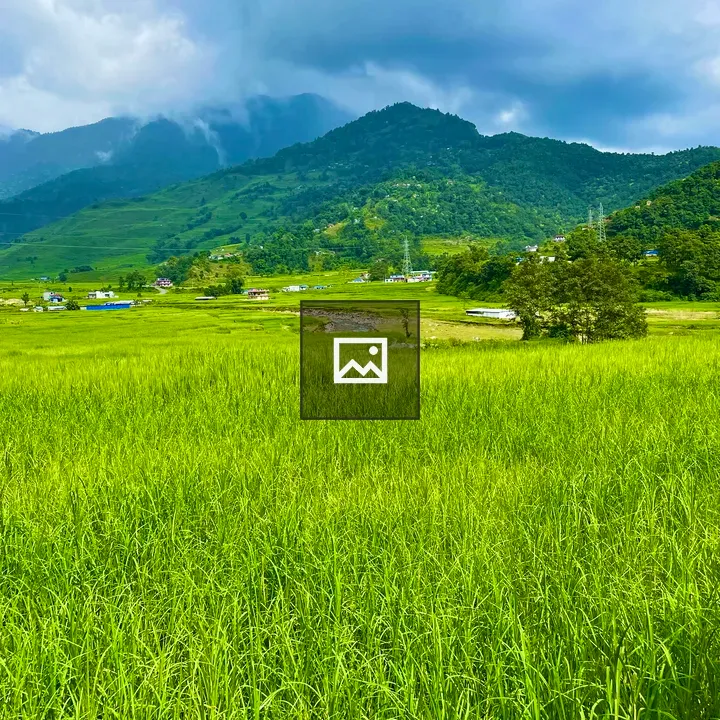 Scenic Paddy Fields Near Pokhara