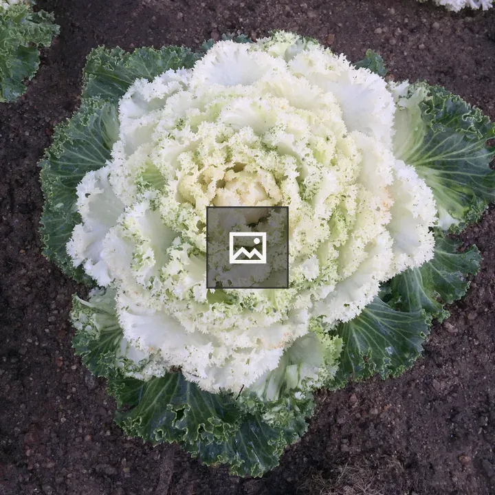 Lettuce Growing In The Ground