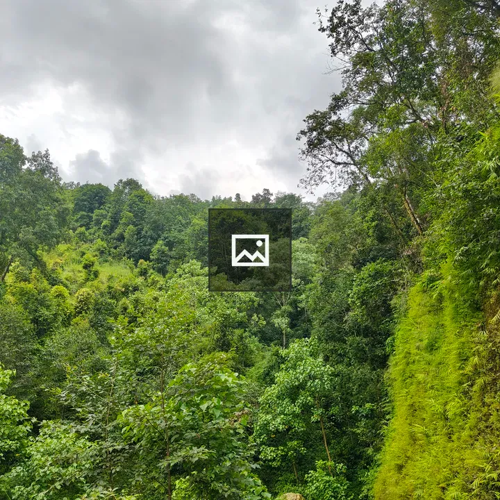 Winding road through dense forest
