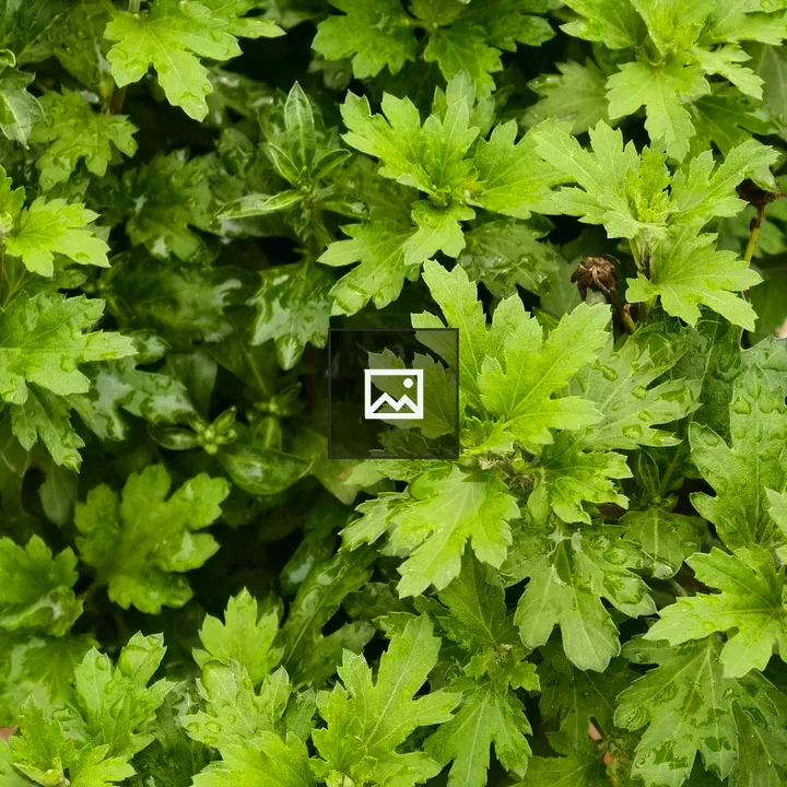 Leafy plant with water droplets