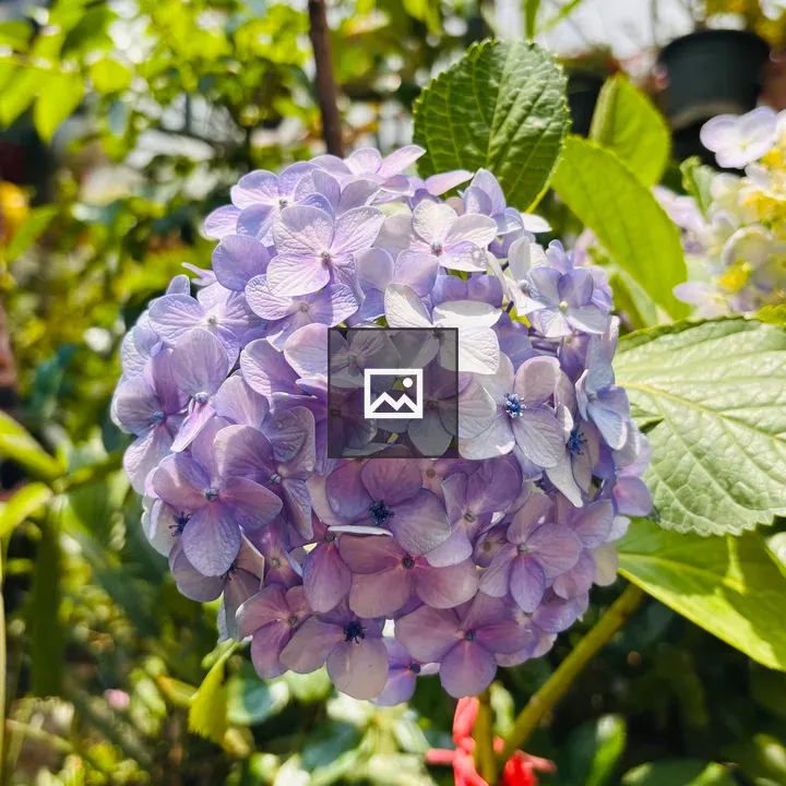 Hydrangea Bloom in Garden