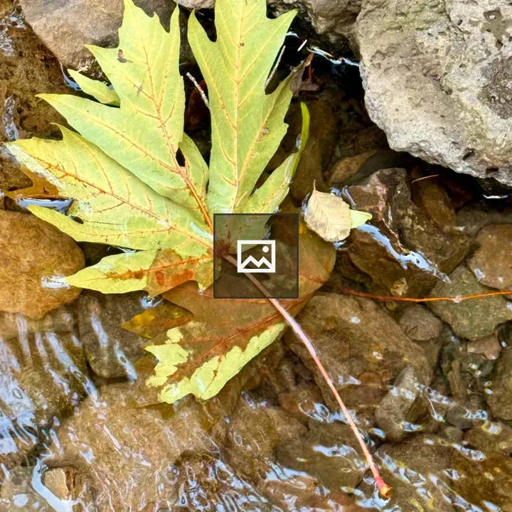 Light green maple leaf in stream