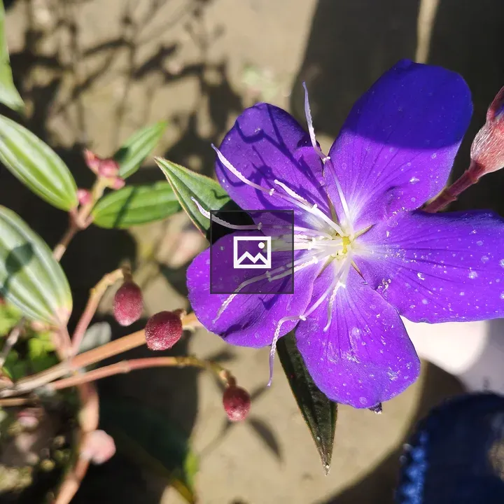 Purple Flower with Water Droplets