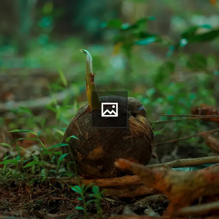 Coconut Sprout
