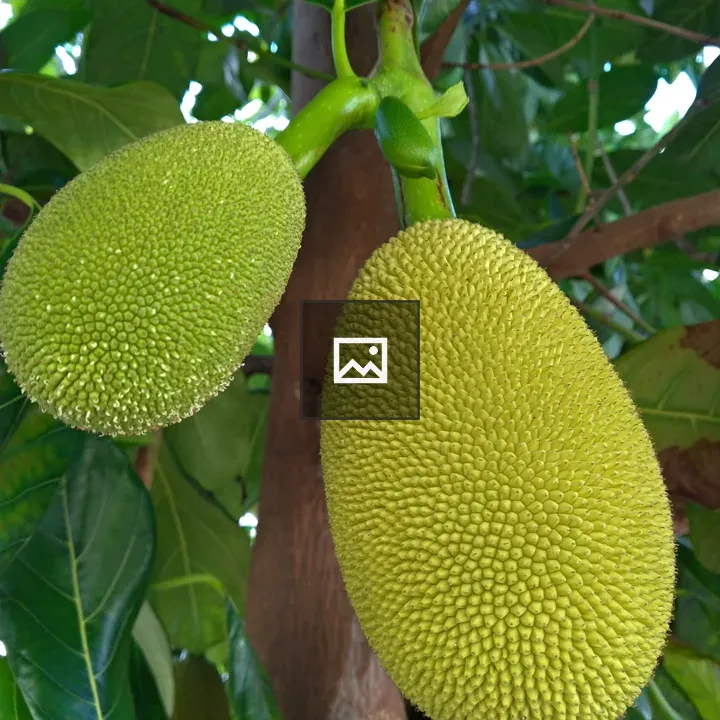 Jaca closeup fruit