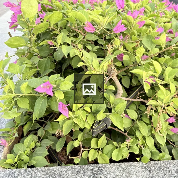 Bougainvillea in Stone Planter