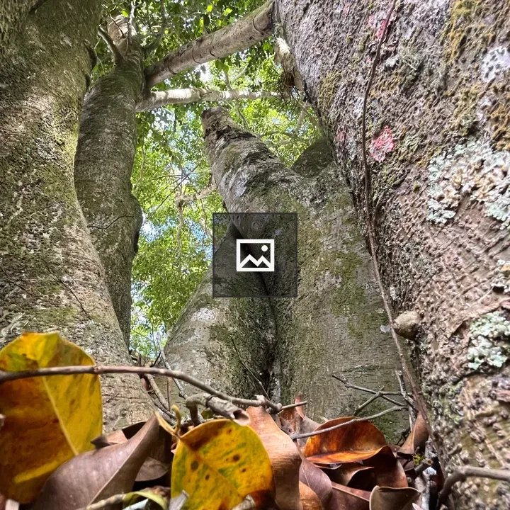 Ground-level View of Mossy Tree Trunks