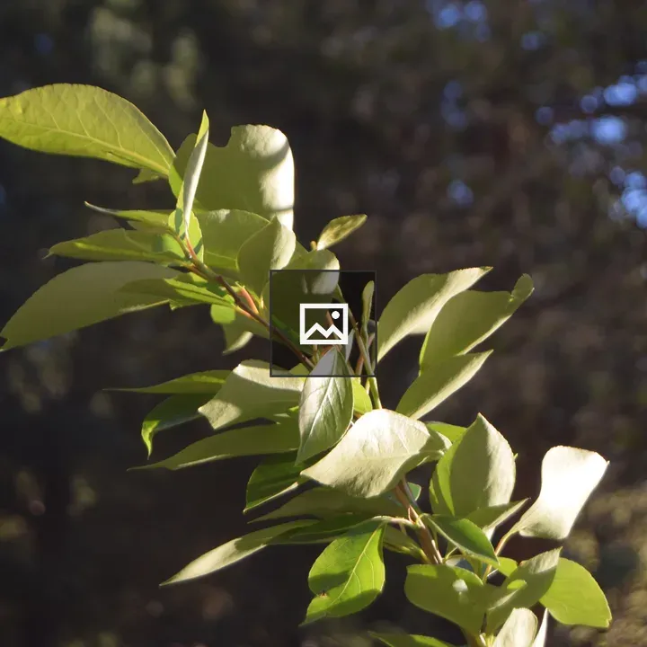 Leaves Backlit by Sunlight