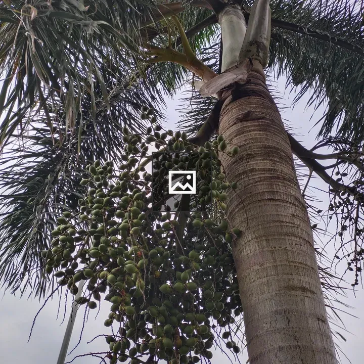 Tree with fruit