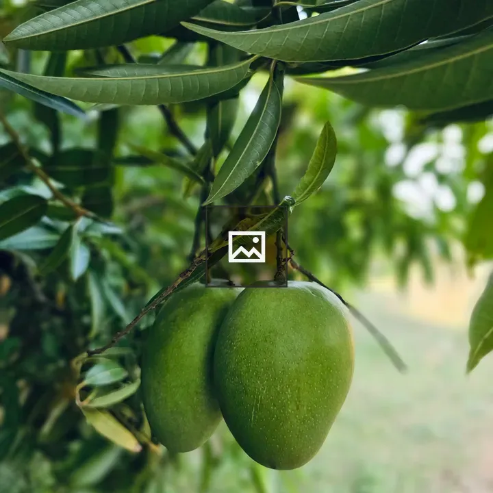 Two mangoes hanging among leaves