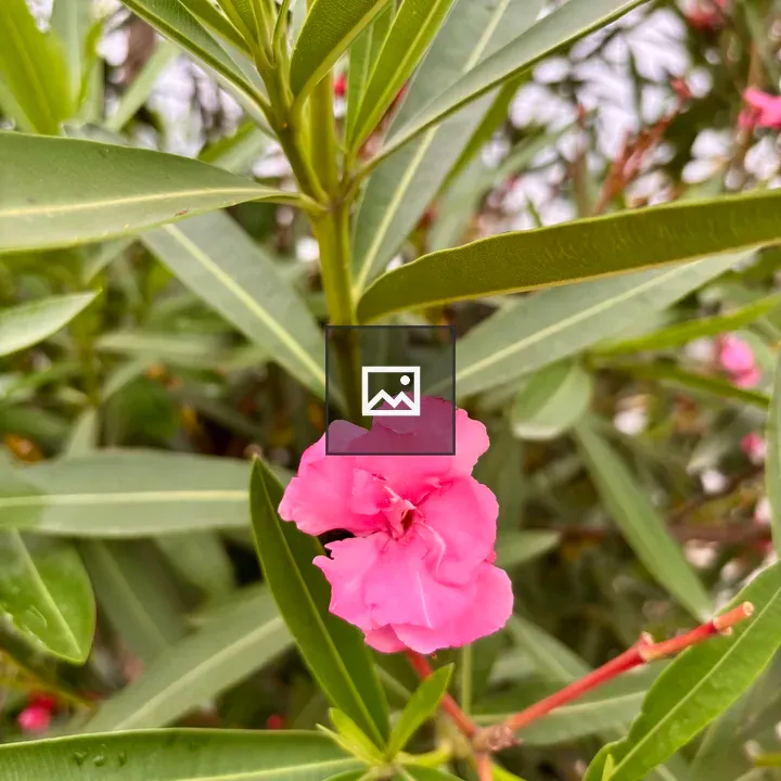 Pink oleander flower