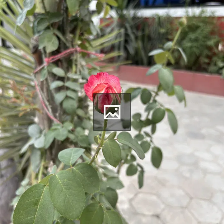 Close-up of pink rose bud