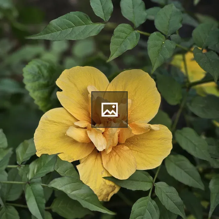 Yellow hibiscus flower