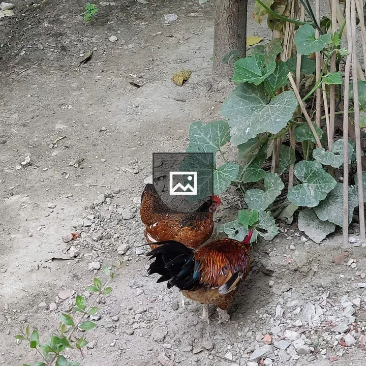 Chickens pecking in dusty area