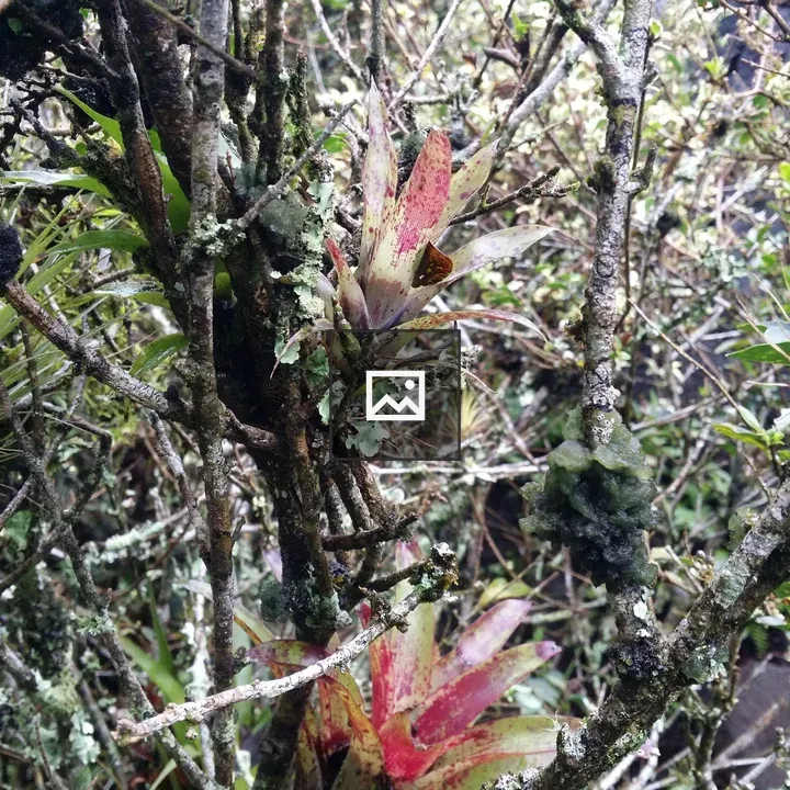 Close-up Bromeliad in Humid Forest