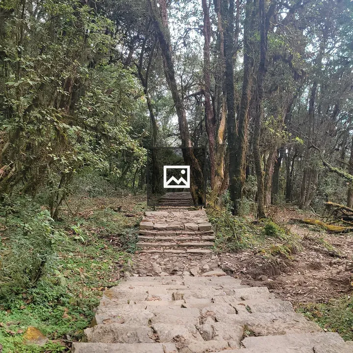 Stone Path Through Forest