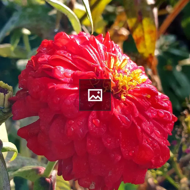 Red Zinnia Close-Up