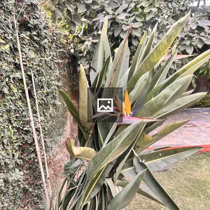 Bird of Paradise among Garden Plants