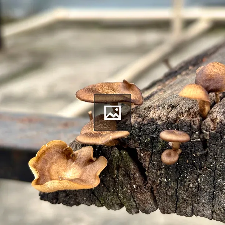 Mushrooms on Weathered Branch