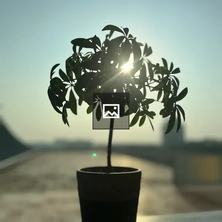 Small potted plant on shelf