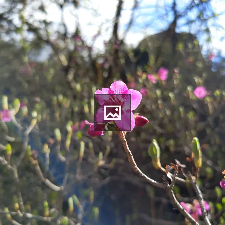 Pink flower on green stem