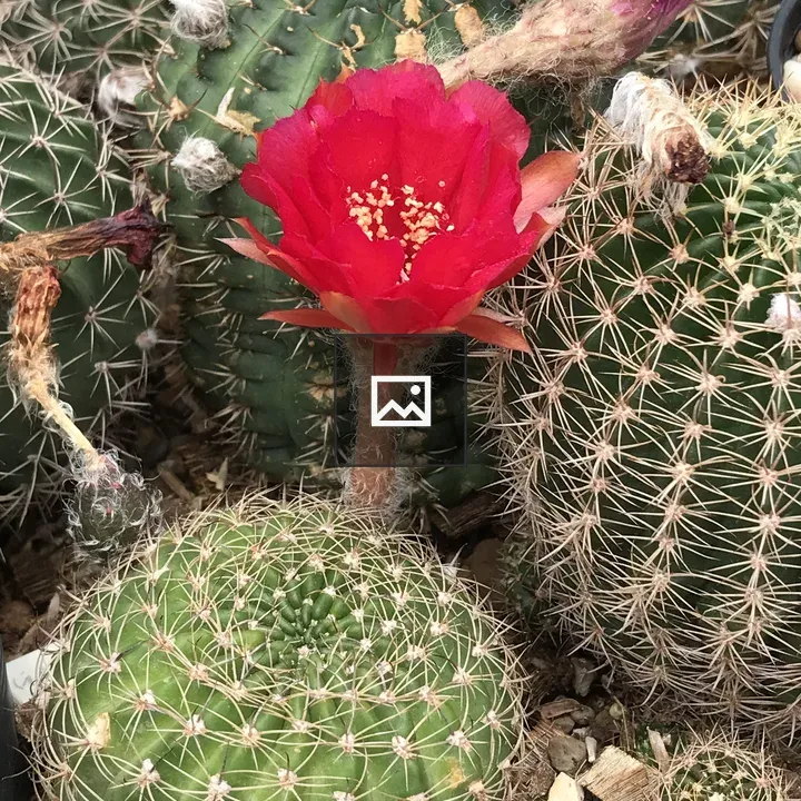 Cactus with bloom flower