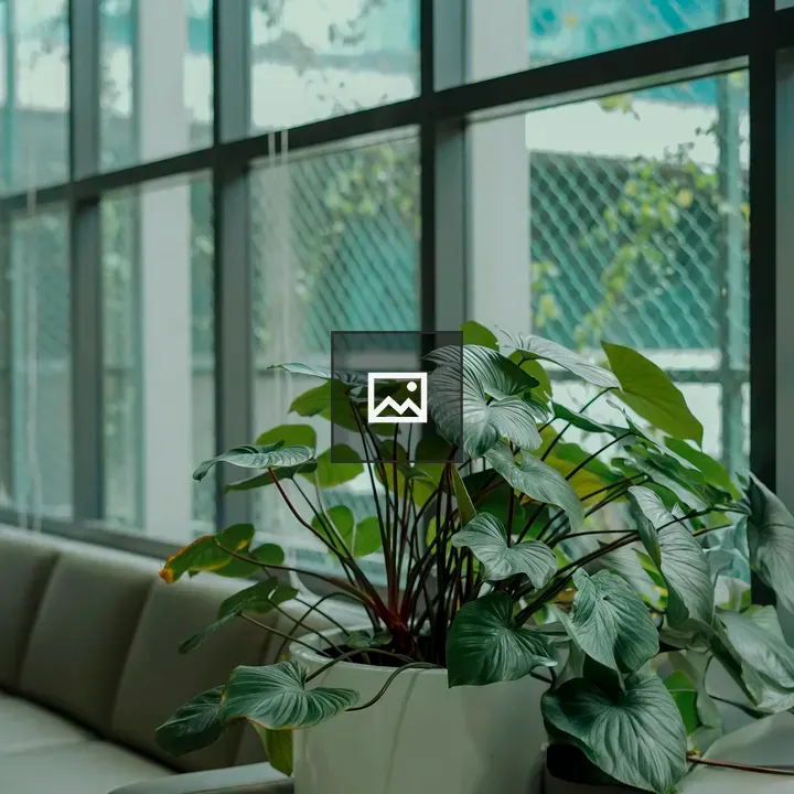 Indoor plants in pot