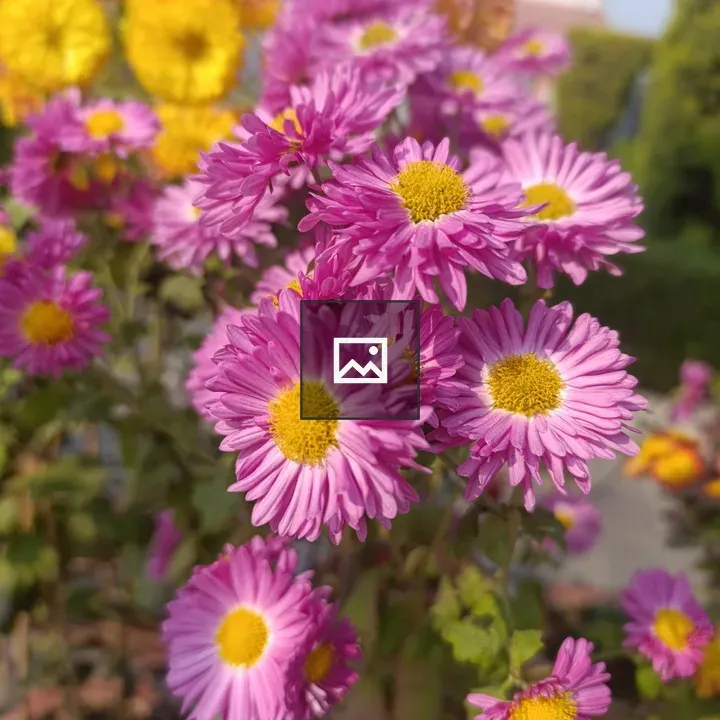 Pink Daisies in Bloom