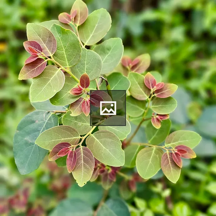 Close-up Plant with Red-Tipped Leaves