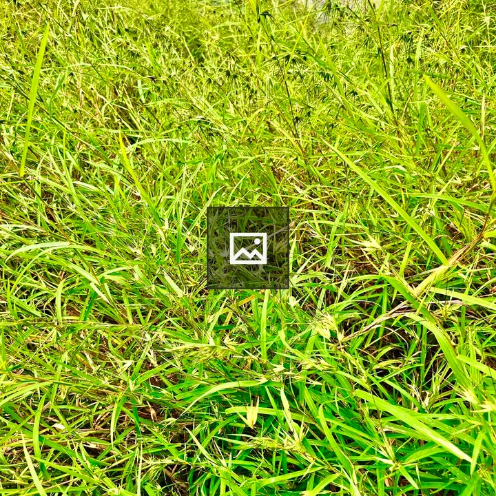 Grass from sedges near waterfall
