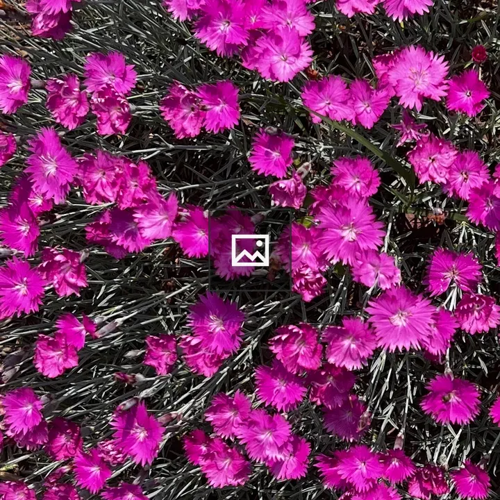 Bed of pink dianthus