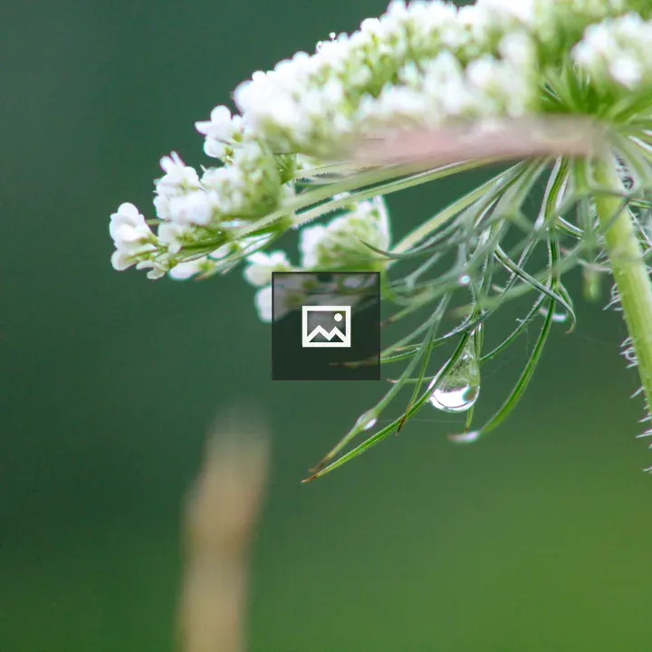 Water droplet on Queen Anne's Lace