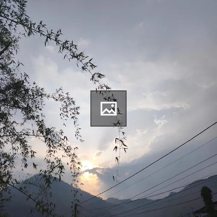 Silhouetted Bamboo Branch