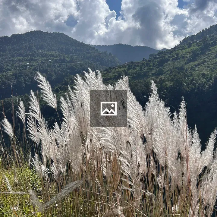 Tall grasses in green mountains