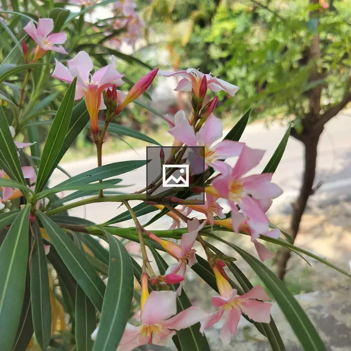 Oleander Flower Close-Up