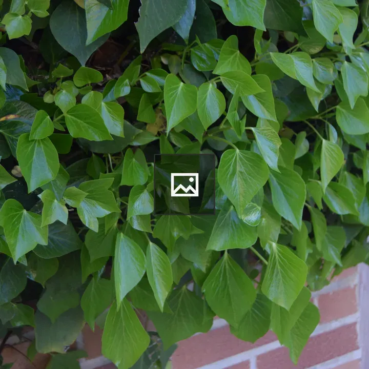 Ivy on Red Brick Wall