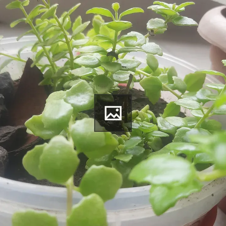 Green Plants in Pot