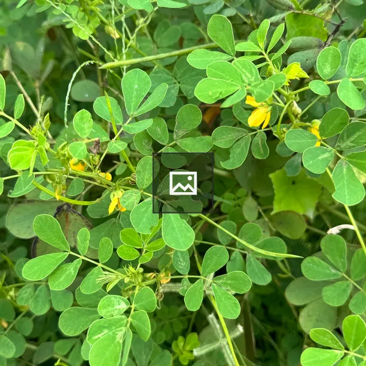 Close-up Green Foliage with Yellow Flowers