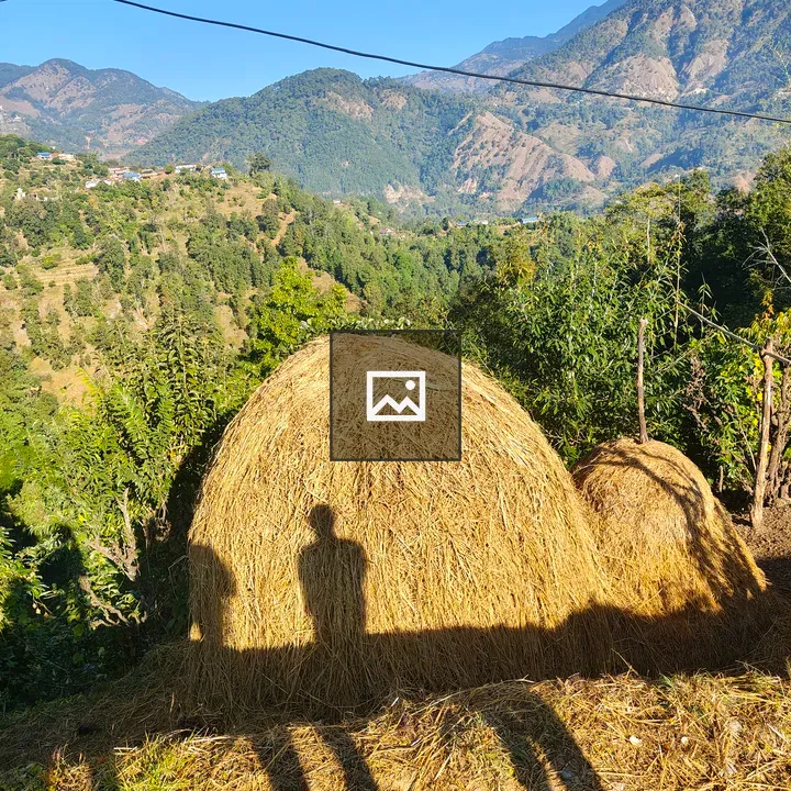 Green Hills with Forest and Paddy Shadow