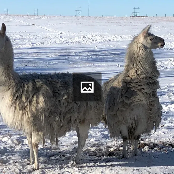 Two llamas in the snow