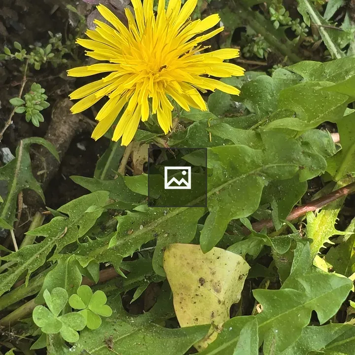 Dandelion with Ant on Petal