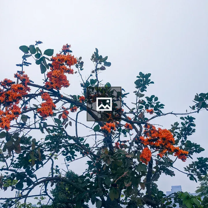 Orange-flowered tree branch
