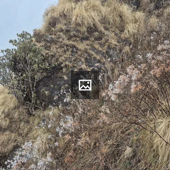 Hillside with dry grasses