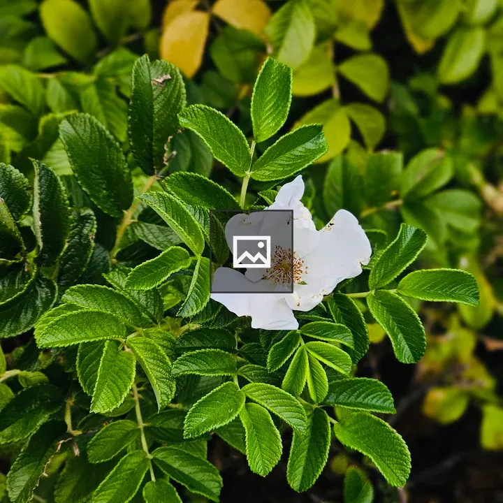 White wild rose in greenery