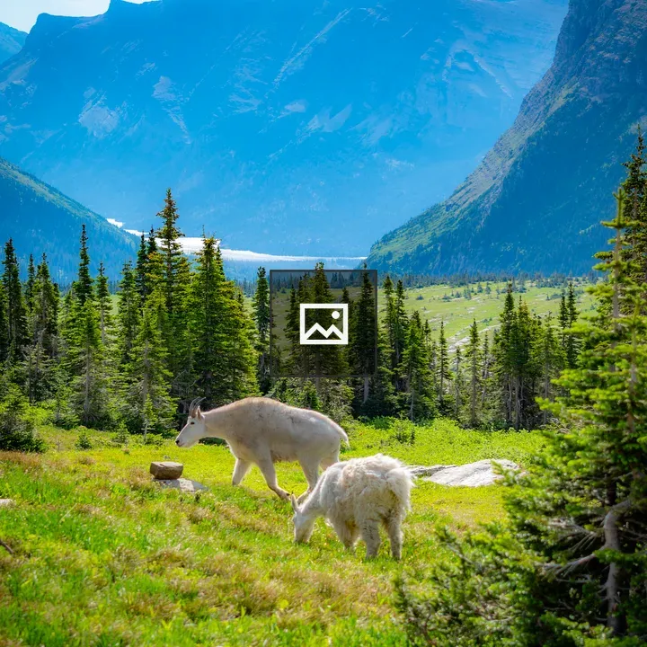 Mountain goat grazing