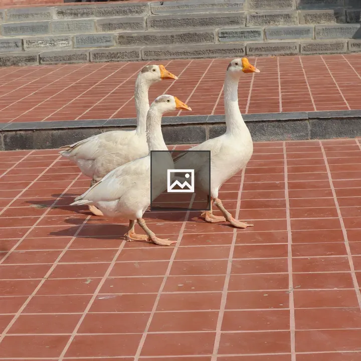 Three geese walking together