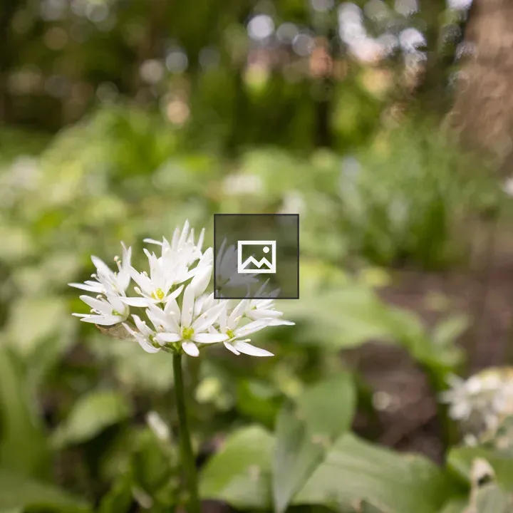 White wild garlic flowers