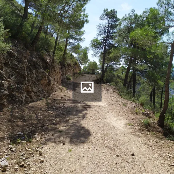 Mountain Trail through Pines