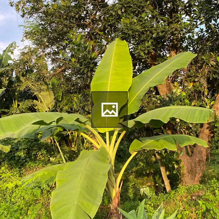 Banana Plant in Greenery