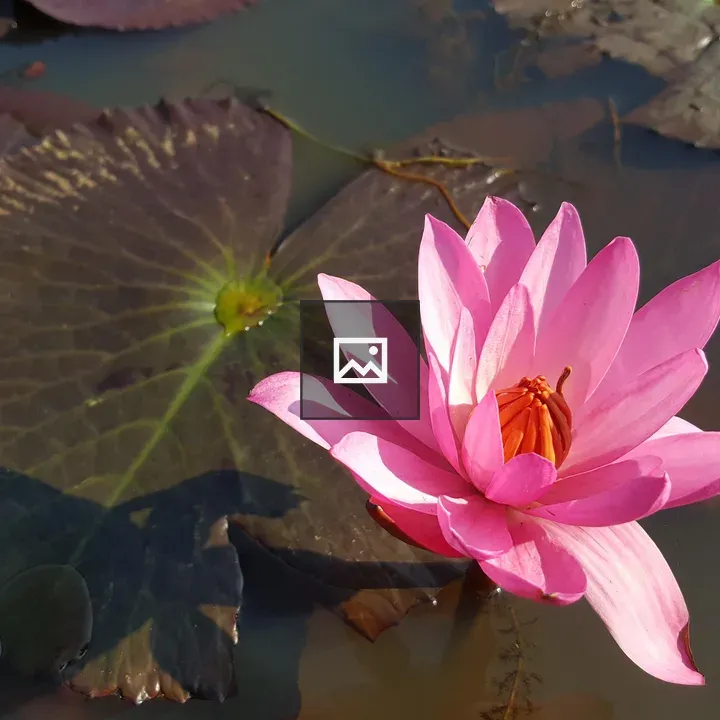 Pink lotus bloom in pond